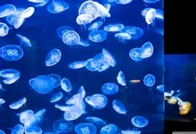 jellyfish aquarium bay 2560x1600 wallpaper Art HD Wallpaper